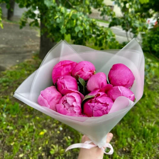 Малиновые (фиолетовые) пионы 9 шт